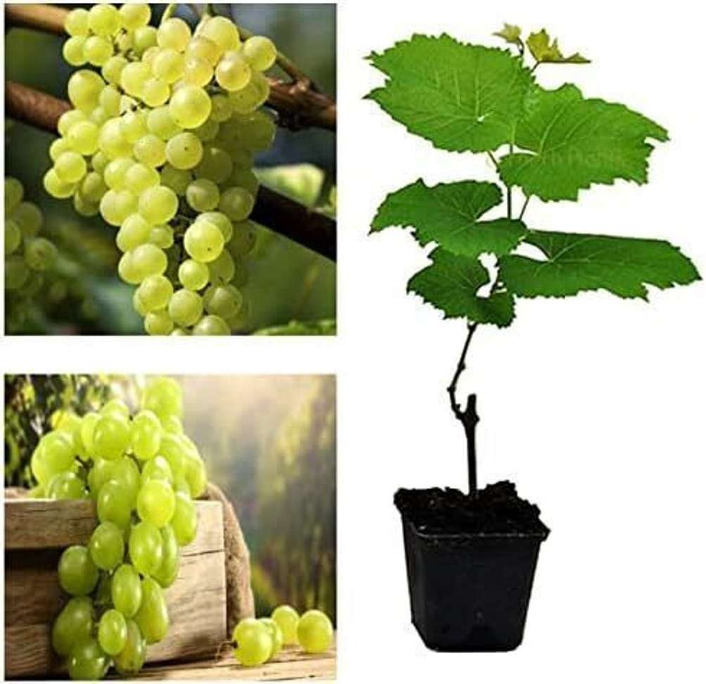 bula plant house grapes