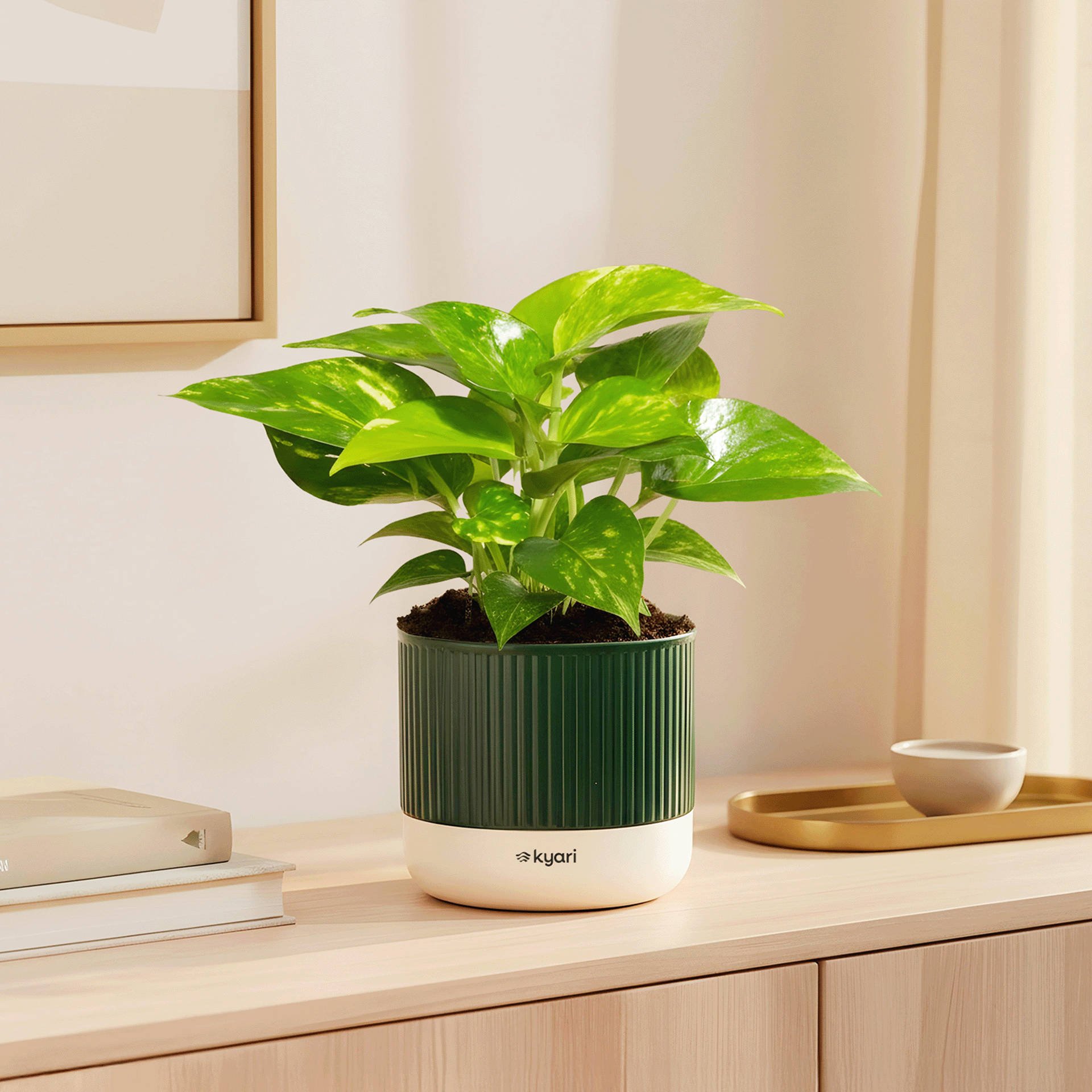 Buy Kyari Money Variegated Plant with Self-Watering Green Mylo Pot Online (1 Piece) At Best Price