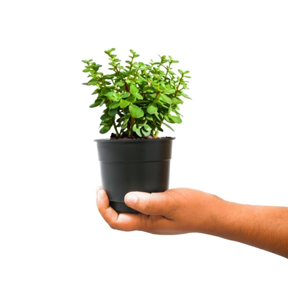 Nayra Live Button Jade Plant Indoor Plant with Black nursery Pot |Small Plant With Pot